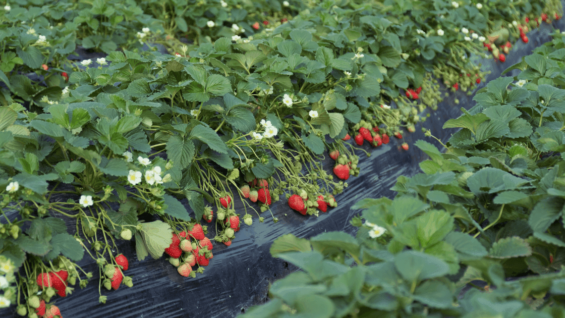 Guia Completo para Cultivar Morangos: da plantação à colheita