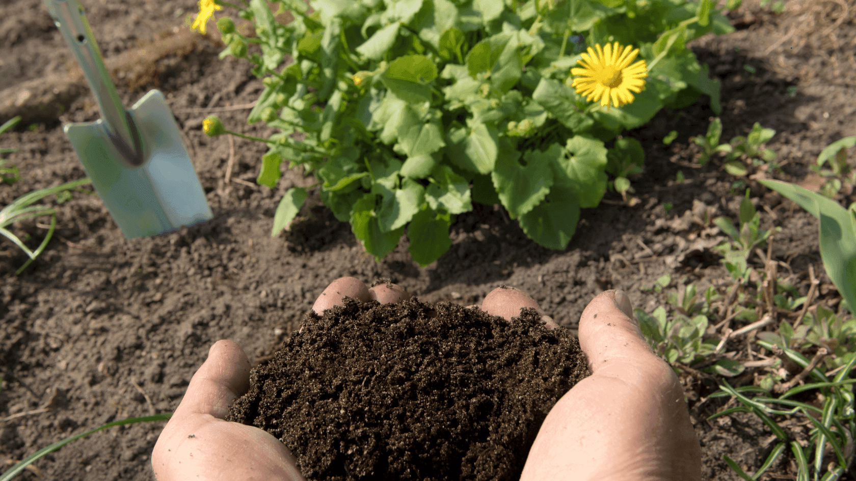 Como preparar o solo para a ter uma horta produtiva