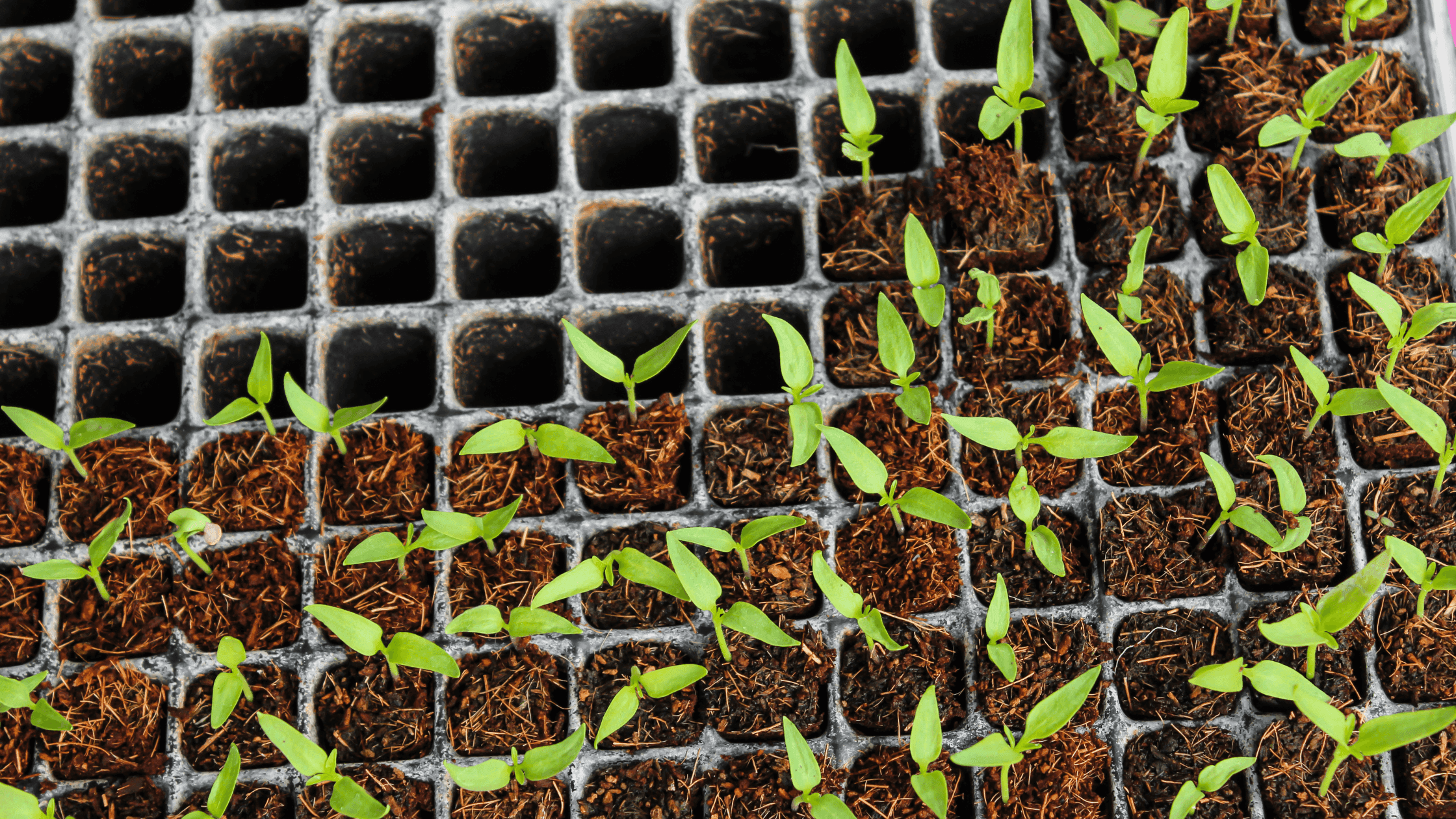 Porque é que as tuas sementes não germinam? 7 Motivos Comuns e Como Evitar