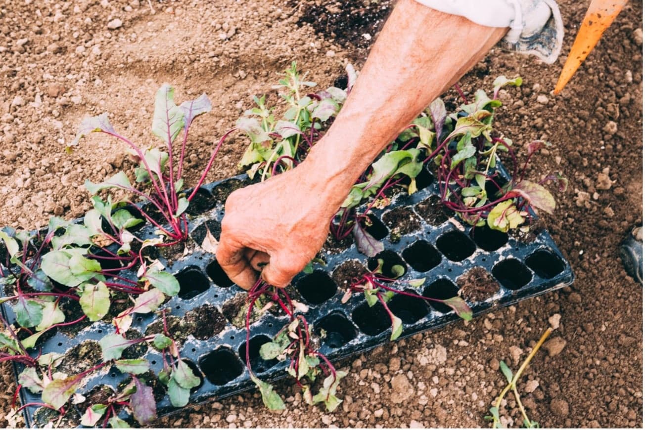 Sementeira de hortícolas: como escolher as melhores sementes para o seu quintal