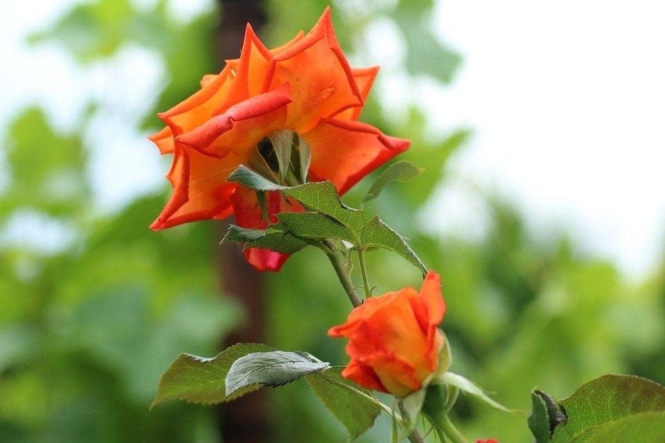 Como plantar e cuidar de roseiras: dicas e informações úteis para ter rosas bonitas