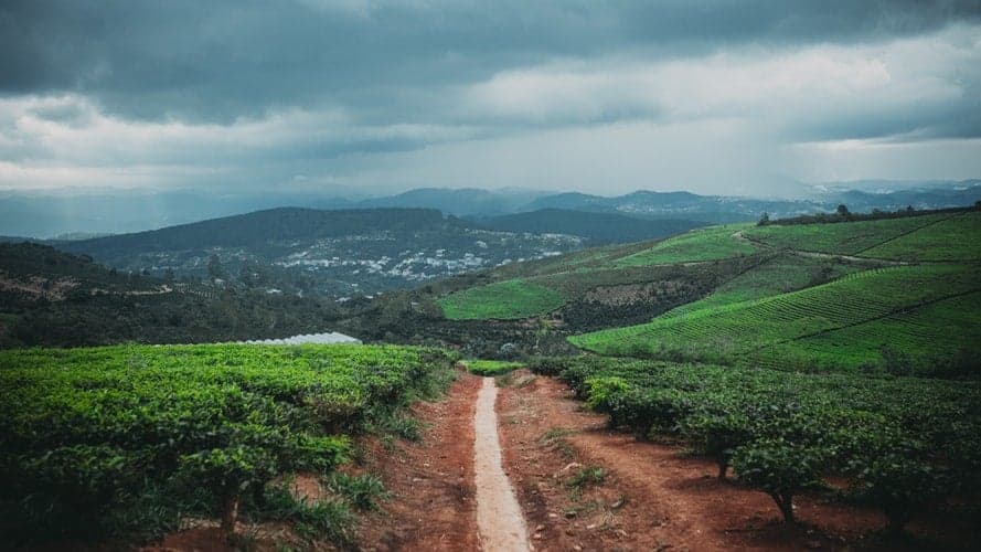 Rotação de culturas agrícolas: porque são tão importantes?