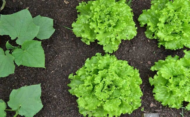 Agricultural Assistant (M / F) - Assistente Agrónomo
