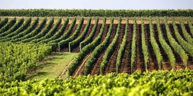 FENADEGAS CONGRATULA-SE COM AS MEDIDAS PREVISTAS PARA O SETOR VITIVINÍCOLA
