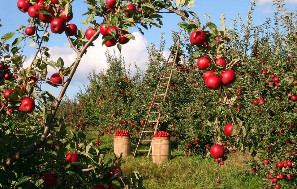 Tudo o deve saber sobre a nutrição de árvores de fruto