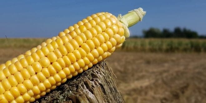 Ministra da Agricultura marca presença no Colóquio Nacional do Milho esta quarta-feira em Coimbra