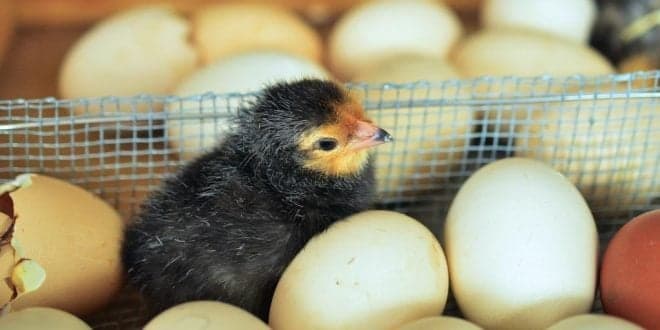Produção de frango aumenta. Ovos em queda. Menos leite mas mais manteiga