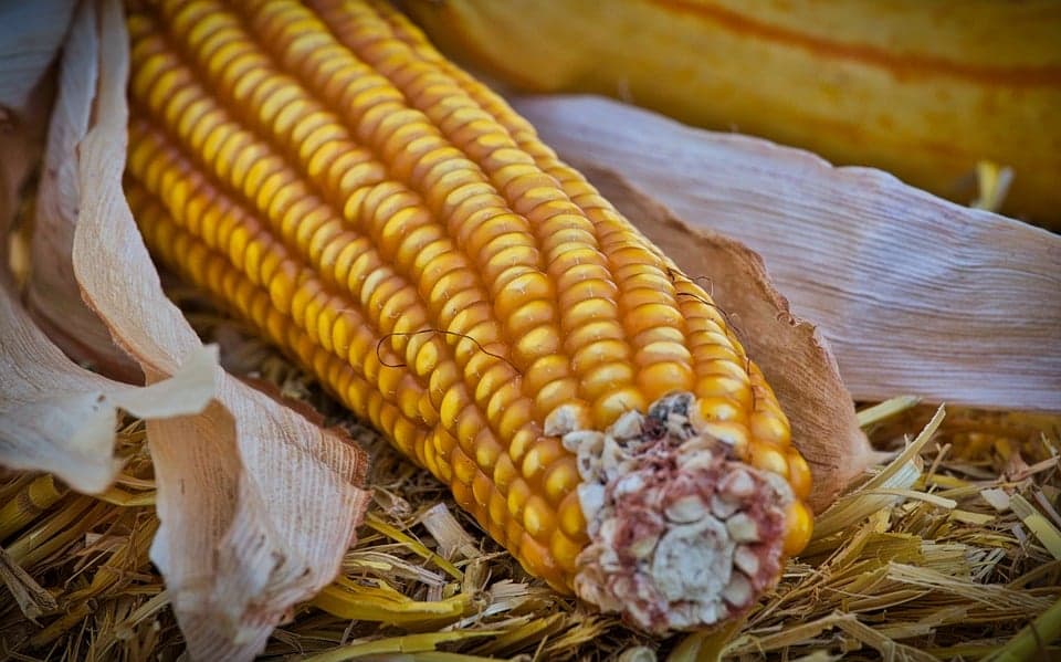 Produtores de milho organizam colóquio em conjuntura de preços elevados das commodities agrícolas