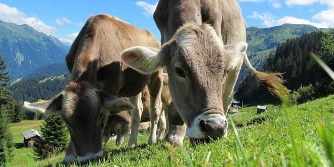 Boas práticas na Alimentação Animal geram Alimentação Humana mais segura- Webinar SANAS