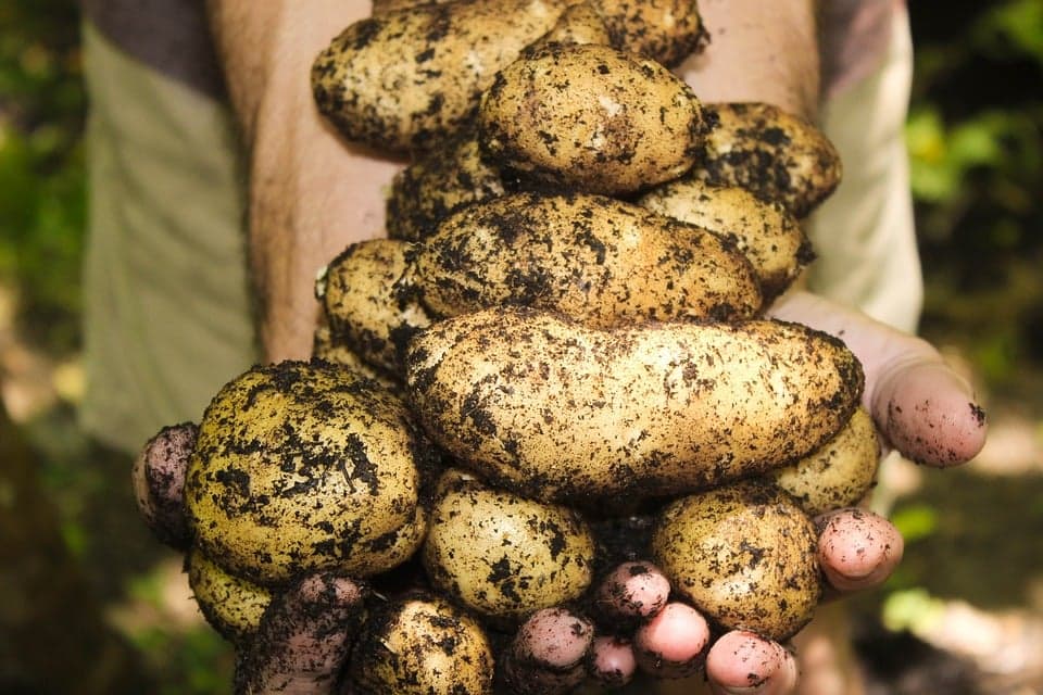 A cultura da batata: tudo o que deve saber para ter sucesso