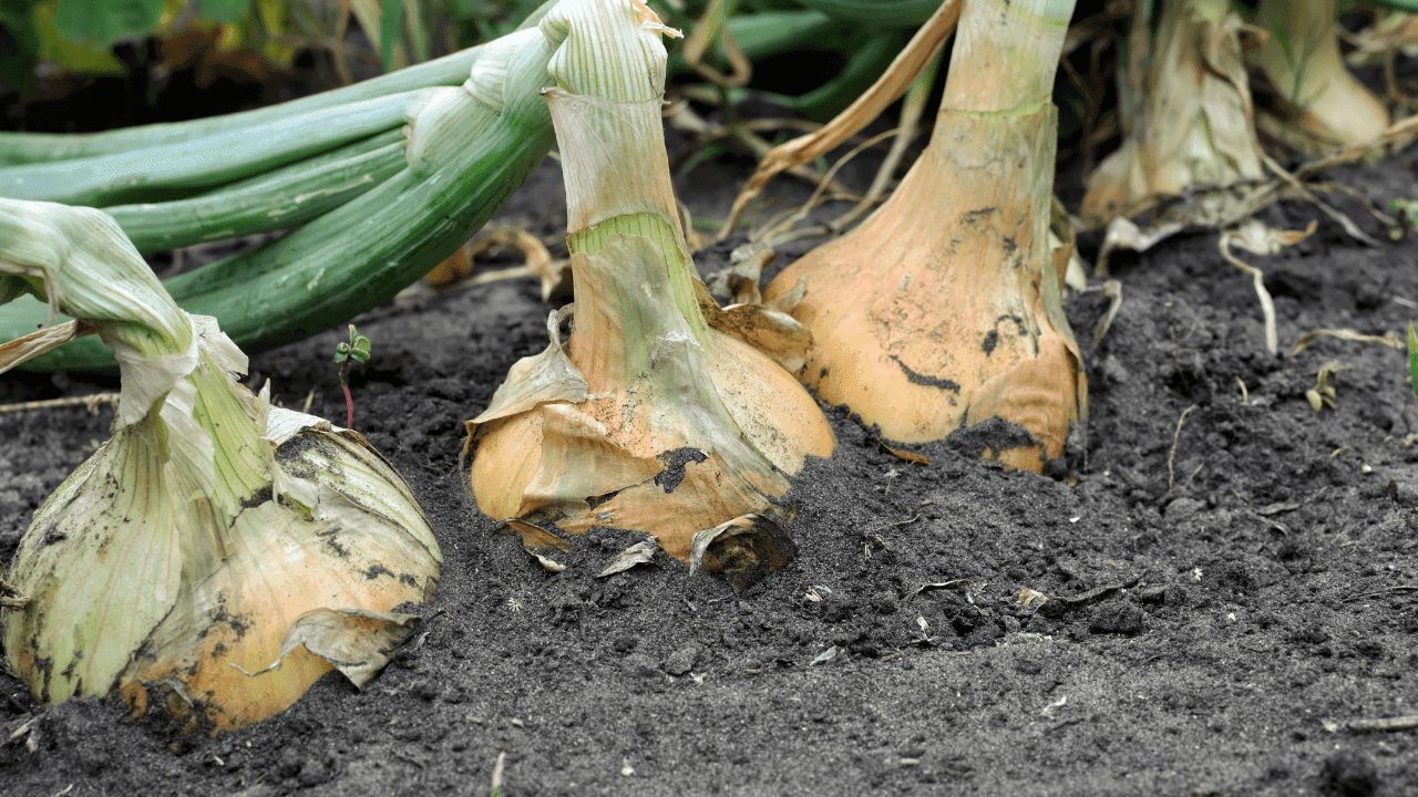 Como plantar cebolo: dicas essenciais para iniciantes