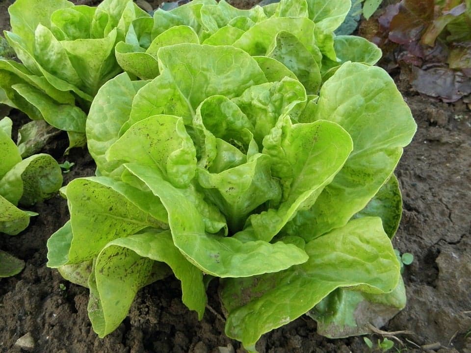 Guia Completo para o Cultivo de Alface: o que deve saber