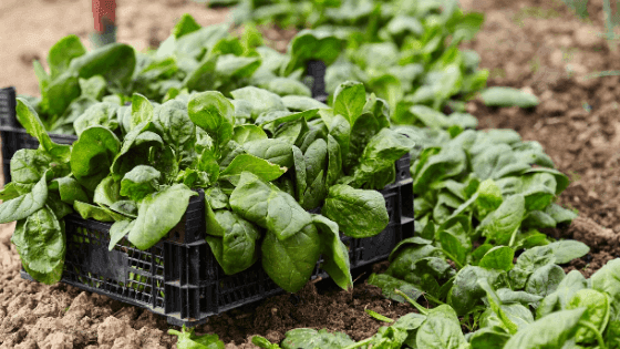 Rendimento da Atividade Agrícola deverá decrescer 3,3% em 2020.