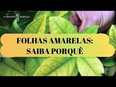 SAIBA PORQUE AS SUAS PLANTAS ESTÃO COM AS FOLHAS AMARELAS