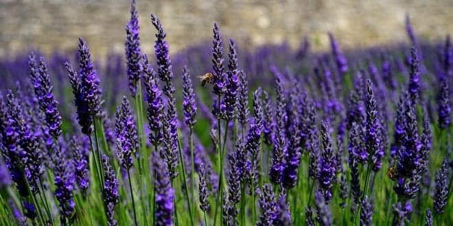 INIAV recebe Jornada de plantas aromáticas e medicinais em Braga