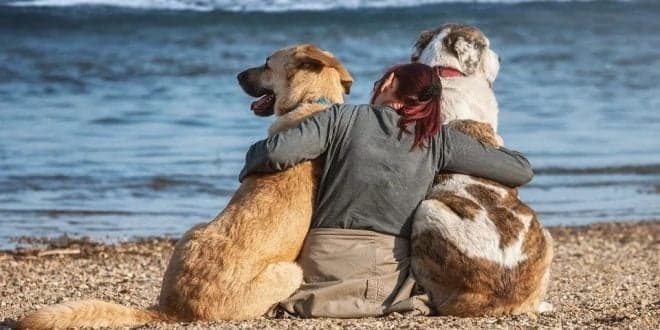 Os animais domésticos podem transmitir o Covid-19? Não