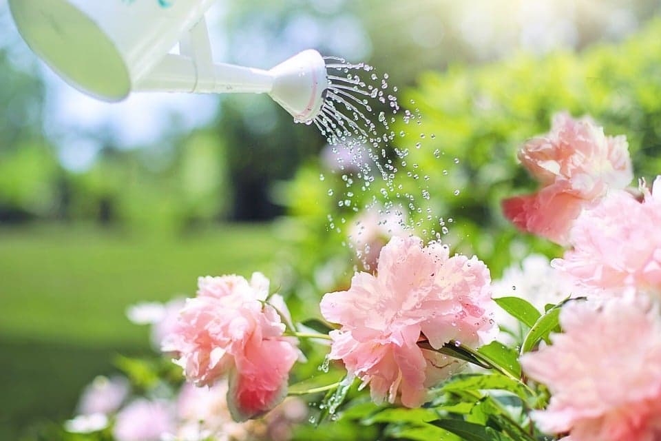 5 exemplos de plantas com flor para plantar no seu jardim exterior