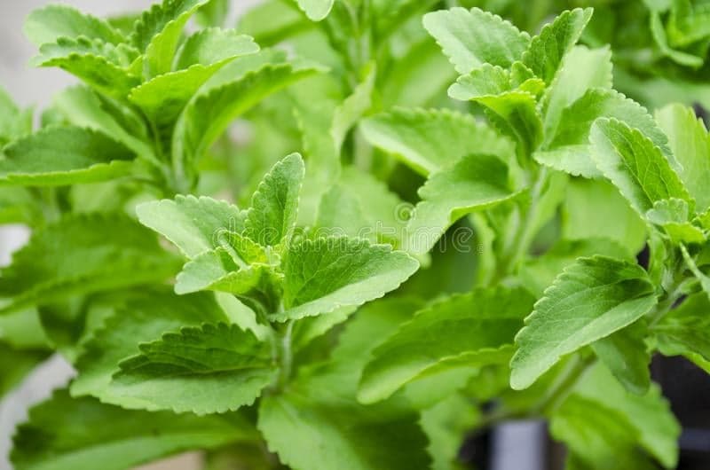 Stévia: tudo o que deve saber para cultivar esta "planta doce"