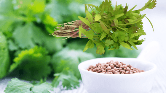 🌿🍃 Descubra os segredos do cultivo de coentro e salsa! 👩🌾💚