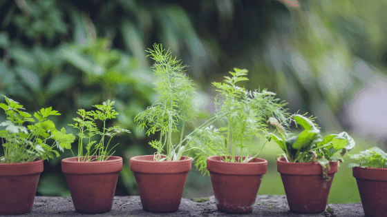 7 comportamentos errados que NÃO deve ter com as suas ervas aromáticas