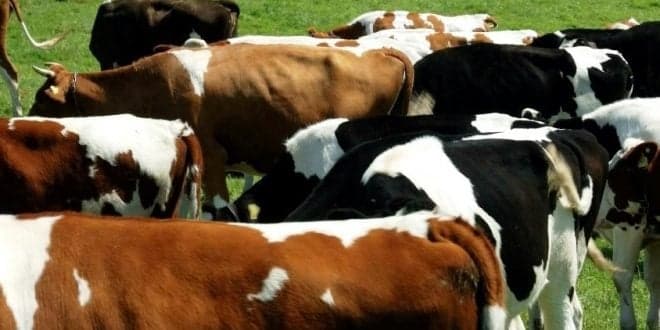 Comissário Europeu do Ambiente associa Covid-19 à criação intensiva de animais. Produtores da UE desmentem