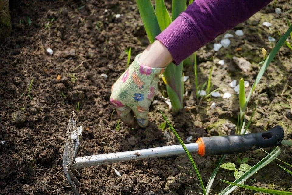 Como controlar plantas infestantes: dicas essenciais que deve saber