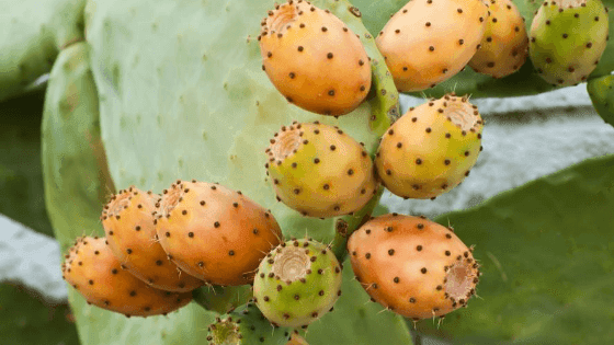 Figueira da índia: saiba como cultivar esta planta arbustiva