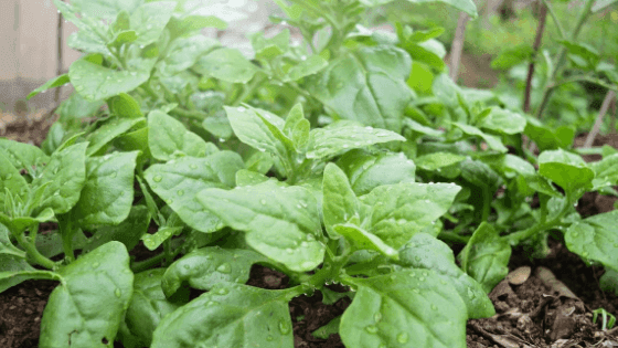 Dicas úteis para cultivar espinafres na sua horta: saiba como fazer