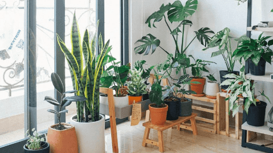 Guia para iniciantes: saiba como cuidar das plantas de interior