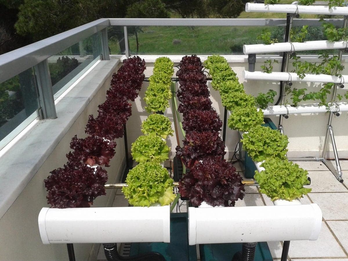 Saiba como cultivar alface em hidroponia em 5 passos