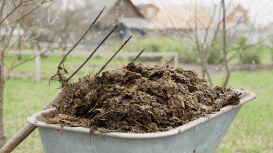 Qual o melhor estrume para a agricultura?- tudo o que deve saber