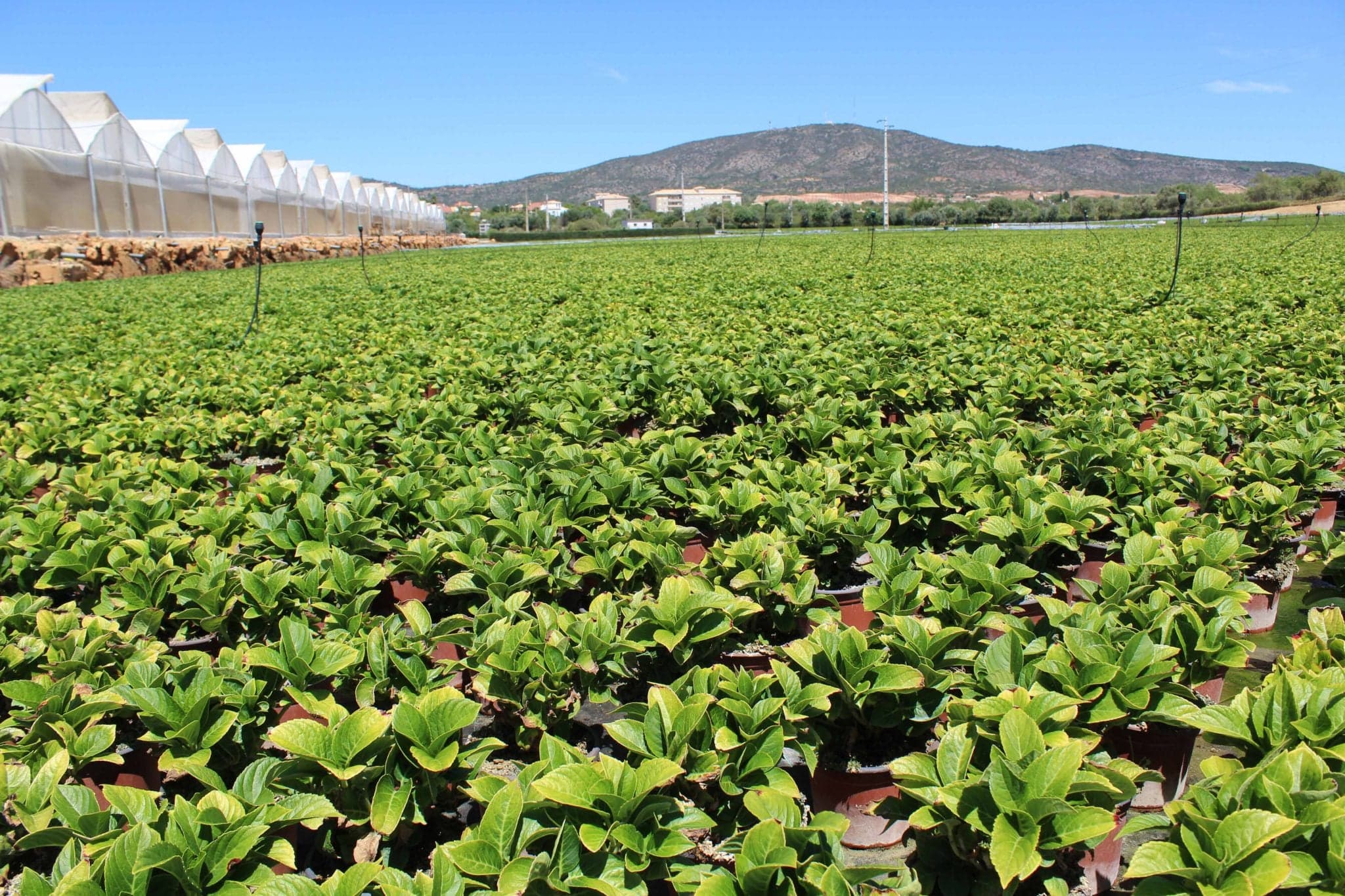 Schroll Flowers protege hortênsias do escaldão com HumigelPlus A