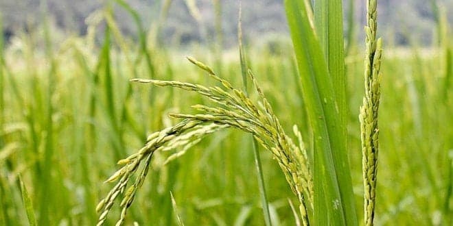 137 mil toneladas. Arroz com menor produção dos últimos vinte anos