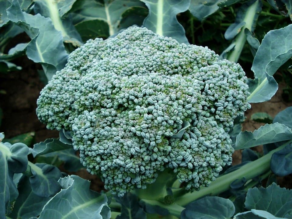 Como cultivar brócolos na sua horta: informações que deve ter em conta