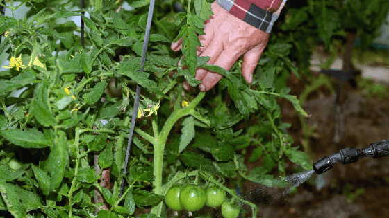 Saiba como combater as principais pragas nos hortícolas