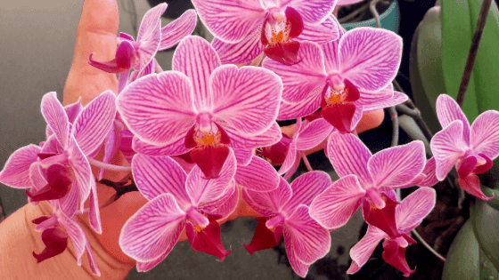 5 truques que deve saber para ter orquídeas sempre bonitas