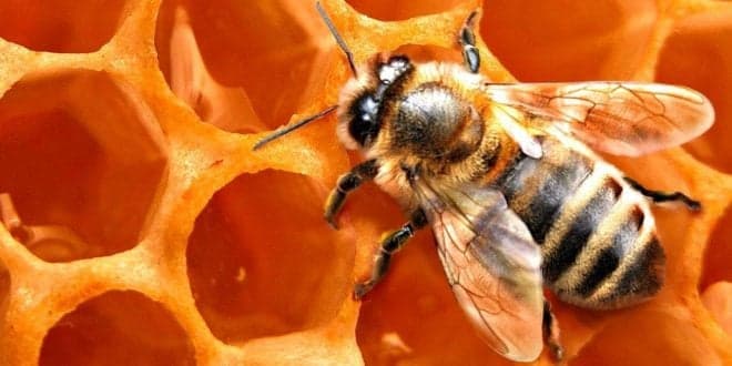 Quer ser apicultor? Leia o Manual de Boas Práticas na Produção de Mel