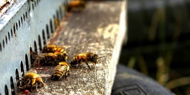 Manual de Sanidade Apícola: Sintomas, Profilaxia e Controlo. Leia aqui