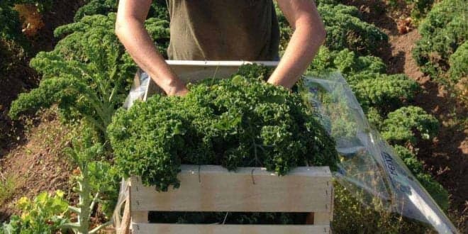 PDR 2020 tem apoio de 10 M€ para jovens agricultores em territórios de baixa densidade