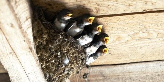 Tenho ninhos de andorinha na minha habitação. Posso destruí-los?