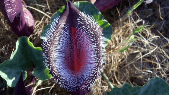 3 plantas carnívoras que tem de conhecer agora: principais características