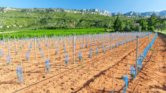 Conheça alguns dos cuidados na plantação e formação de vinhas novas