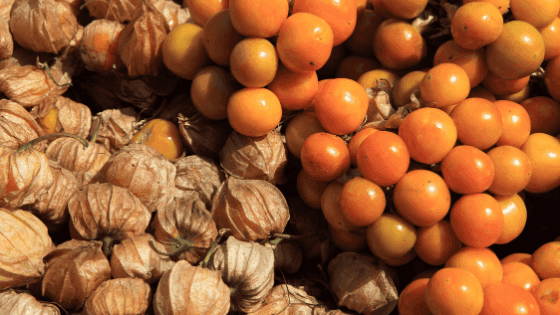 Aprenda a cultivar fisális de forma fácil com estas informações