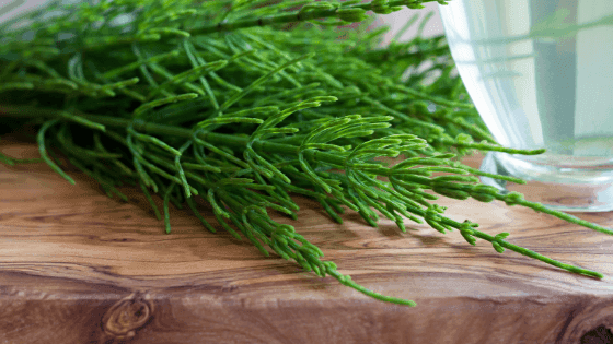Tudo o que deve saber sobre a cavalinha e como cultivá-la