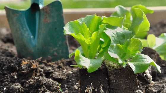 Conheça 5 exemplos de saladas de outono-inverno para cultivar