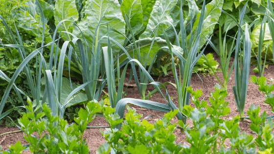 Como ter uma horta mais ecológica: principais conselhos