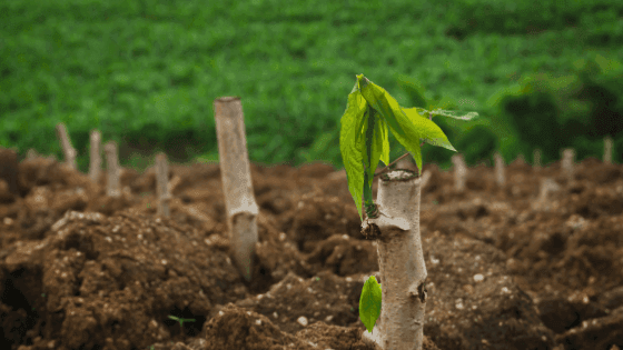 Eng.º Agrónomo/a -Área comercial (M/F)