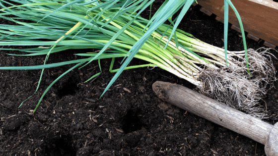 Como cultivar alho francês: truques básicos de cultivo