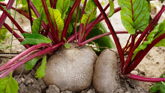 Como cultivar beterraba: tudo o que deve saber