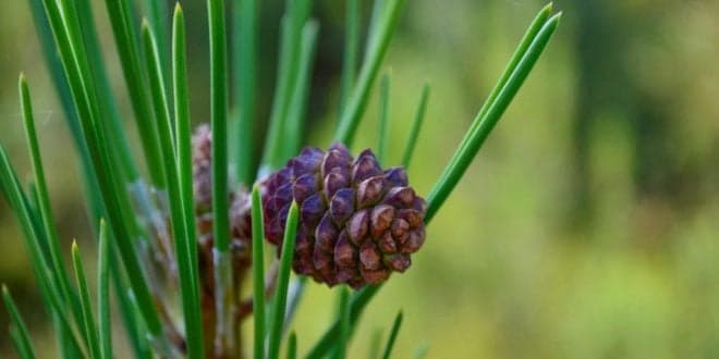 Apanha de pinha arranca a 1 de Dezembro. Atenção: comunicação prévia obrigatória ao ICNF